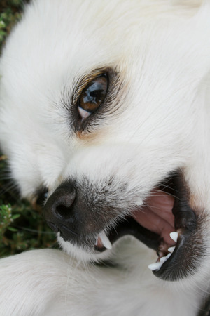 the dog playfully opens his mouth.の写真素材