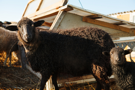 black sheep with a lamb. an enclosure for hoofed animals.の写真素材