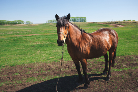 brown horse standing among green fields. livestock are tethered.の写真素材