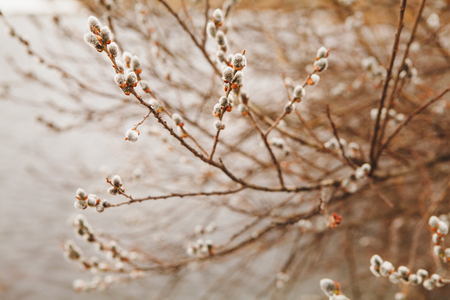 flowering willow in early spring. Verba in nature. the feast of palm Sunday.の写真素材