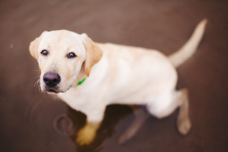 younger puppy Labrador sitting in river. bathing your pet. rules for the care and training of a pet.の写真素材