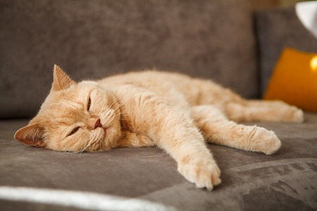 red British cat lying on the sofa. A pet with a blissful face. Particular breed.の写真素材