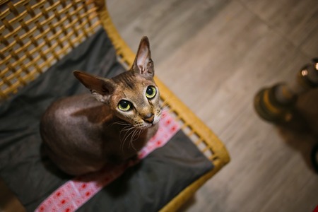 Cat felis catus. Pet sitting on chair. Features and benefits of the breed.