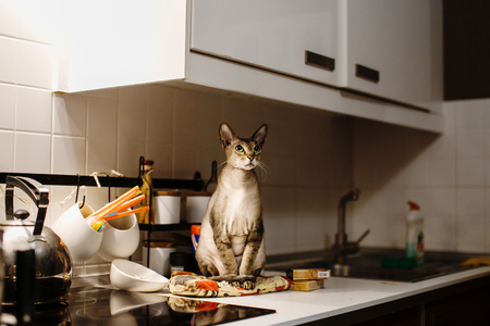 Cat felis catus. Pet sitting on the table. Features and benefits of the breed.の写真素材