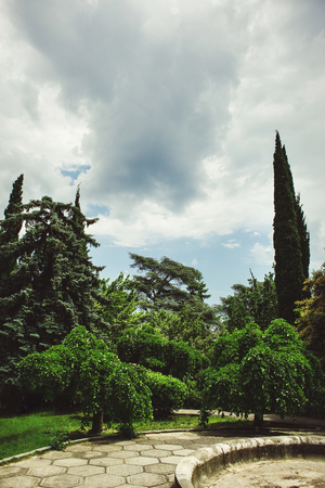 lush green Botanical garden on a background of clouds. natural trees and relict forests.の写真素材