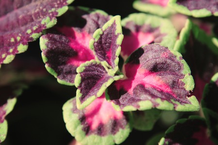 purple green flower Coleusの写真素材