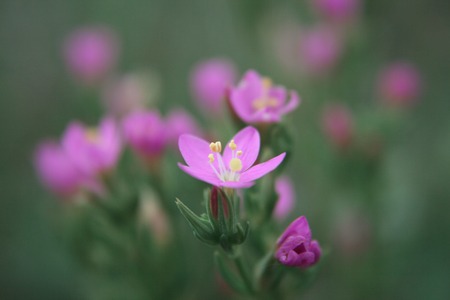 purple and lilac petals of wildflowers.の写真素材
