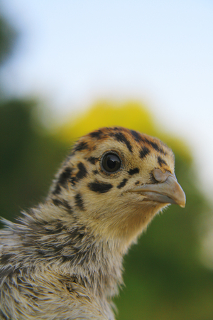 little chick quail.の写真素材