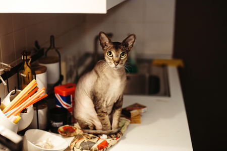 Cat felis catus. pet sitting on the table.の写真素材
