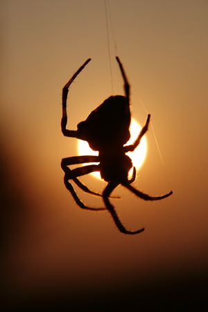 silhouette of spider in the sun.
