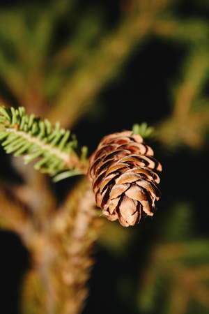 colorful fir-cone spruce.の写真素材