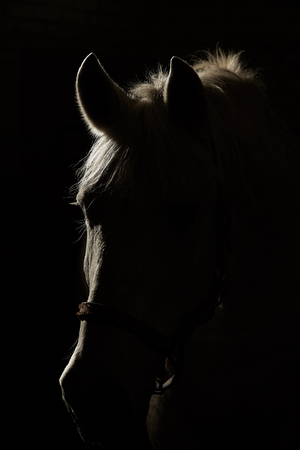 Studio contour backlight shot of white horse on isolated black backgroundの写真素材