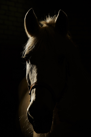 Portrait of horse in contour backlight on black background.の写真素材
