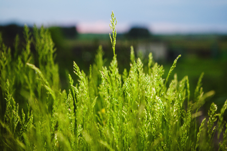 Field of juicy green grass on twilight sky background.の写真素材