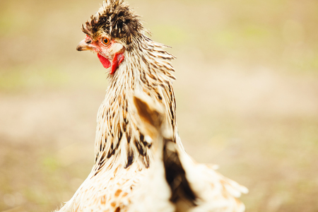 Close-up shot of white laying hen in the garden. Domestic bird.の写真素材