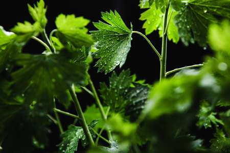 Growing on bed of parsley with raindrops over black background.の写真素材
