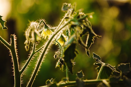 close-up shot of flowering tomatoes in greenhouse.の写真素材