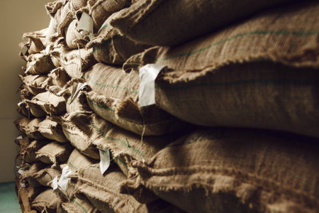 Proper Storage of Fresh Green Coffee Beans in Burlap Bags to Maintain Optimal Temperature and Humidity Conditionsの写真素材