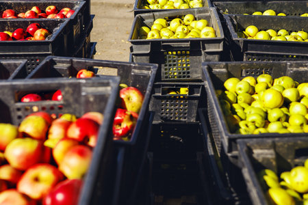 Harvested Sunlit Apples in Baskets Awaiting Cider Production on Sunny Dayの写真素材