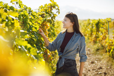 Woman Picking Grapes in Vineyardの写真素材