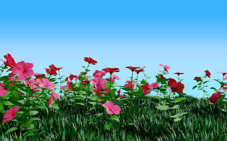 hibiscus flower backgroundの写真素材