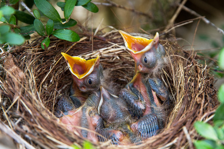 Sparrow chicks waiting on nest to be fed