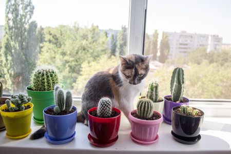 Cat on the window-sillの写真素材