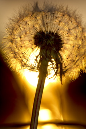 beautiful dandelions yellow on the sunny fieldの写真素材