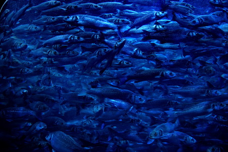 school of trevally hunting seaの写真素材