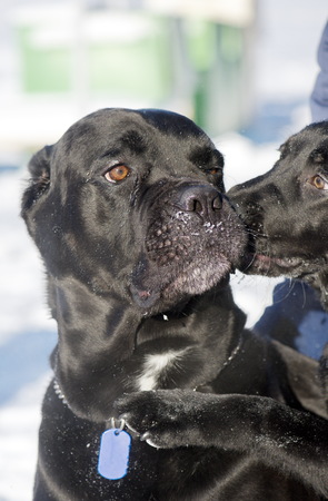 Cane Corso dogs facial expressionの写真素材