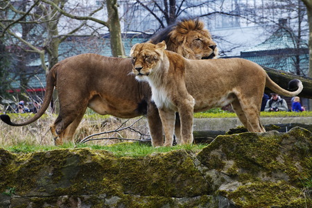 Rest Lion Portrait in Sunny dayの写真素材