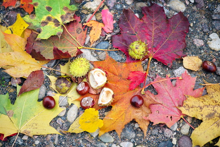 Background of colorful autumn leaves on forest floorの写真素材