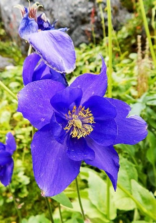 Bright blue flower on the rocksの写真素材