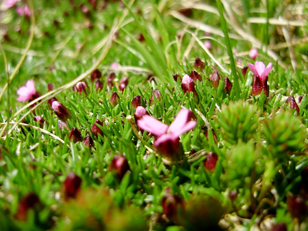 Flowers in the grass macro mossの写真素材