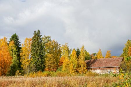 Autumn Trees