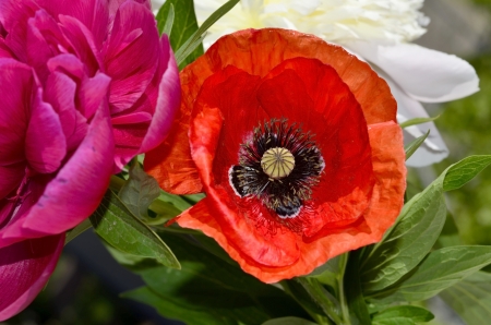 Bouquet of peony, poppy against blue sky.の写真素材