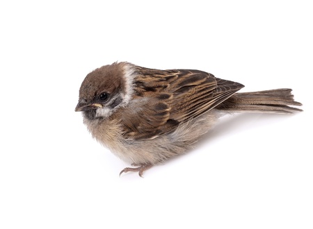 Some homework sparrow isolated white backgroundの写真素材