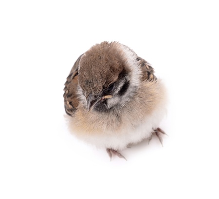 Some homework sparrow isolated white backgroundの写真素材