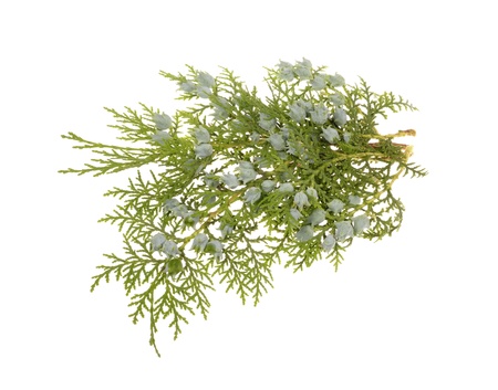 Juniper, twig with cones, close up, isolated の写真素材