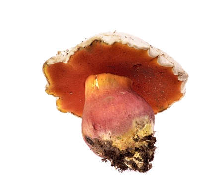 Boletus satanas Devil's bolete mushroom of white background. の写真素材