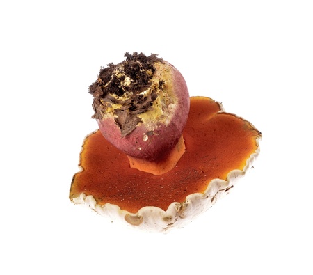 Boletus satanas Devil's bolete mushroom of white background. の写真素材