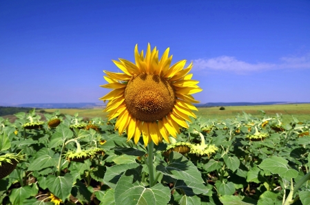 Close-up of a  sunflower against blue skyの写真素材