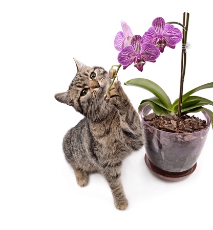 Cat with orchid, close up, isolated white background の写真素材