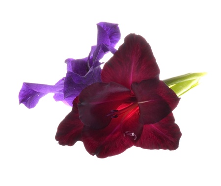 gladiolus flowers isolated on white backgroundの写真素材