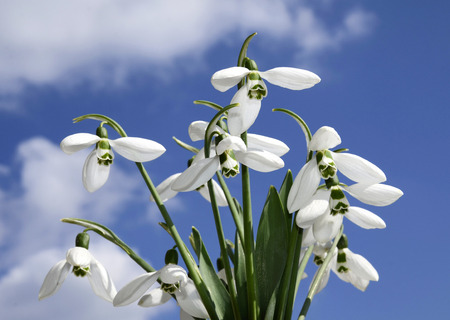 beautiful spring snowdrops の写真素材