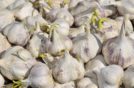 Close-up of a multitude of sprouting garlic