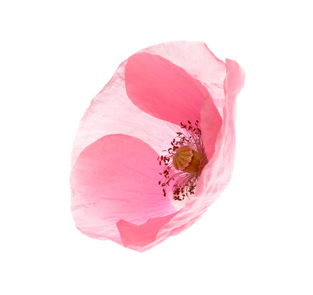 Opium   pink  poppy isolated on white background 
の写真素材