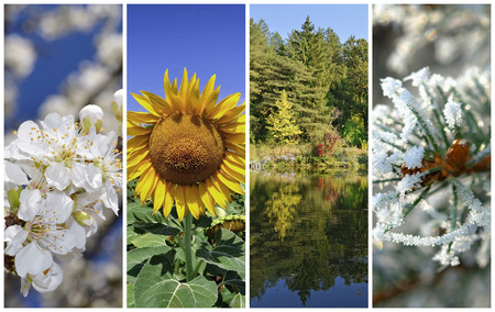 Four seasons collage: Spring, summer, autumn and winter の写真素材