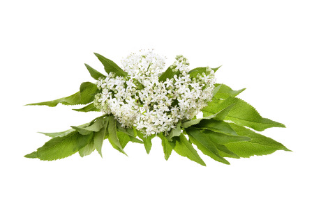 Elderberry or sambucus nigra  flower isolated on white backgroundの写真素材