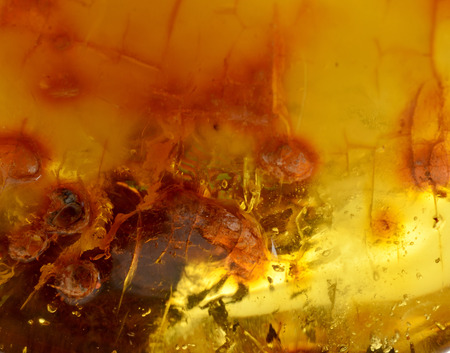 Baltic amber, resin segments, background or textureの写真素材